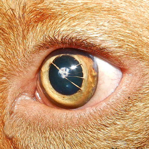 Oculistica Oculistica