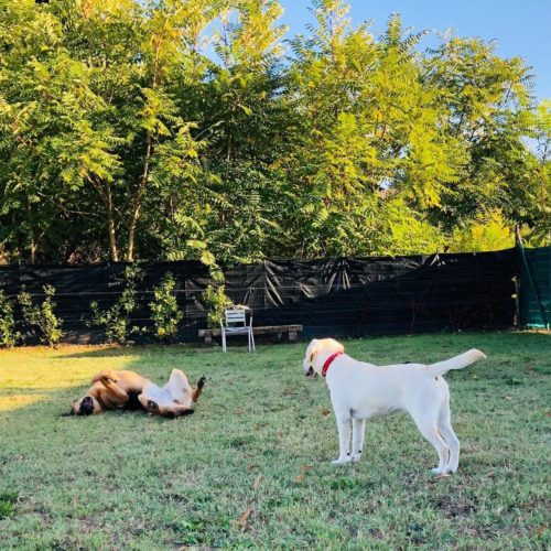 Puppy Class | 4 Ottobre 2019 Puppy Class | 4 Ottobre 2019